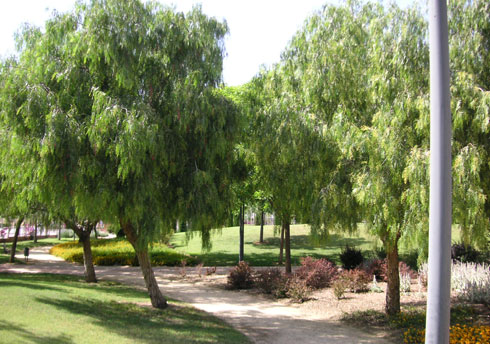 areca, jardinería y paisajismo