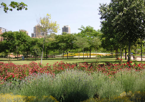 areca, jardinería y paisajismo