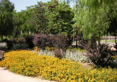 areca, jardinería y paisajismo